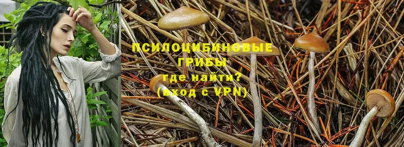 Галлюциногенные грибы Psilocybine cubensis  Сорск 